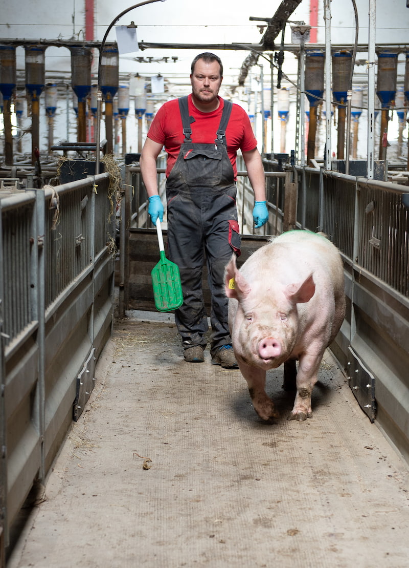 Medarbejder med gris i stalden